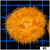 Orange Plate Coral