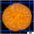 Orange Plate Coral