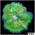 Baby Matenensis Carpet Anemone