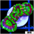 Striped UFO Acan Lord