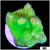 Neon Leptoseris