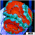 Teal Claw Acan Lord