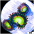 ASD Sweet Tooth Zoas