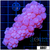 Purple Bubble Coral