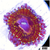 Chiquita Zoas