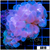 Purple Bubble Coral