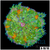 Orange Ring Maxi Mini Carpet Anemone
