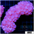 Purple Bubble Coral