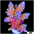 Candlelight Acropora