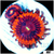 ASD Devils Armor Zoas