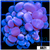 Purple Bubble Coral