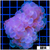 Purple Bubble Coral