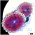 Halle Berry Zoas