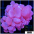Purple Bubble Coral