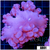 Purple Bubble Coral
