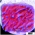 Purple Haze Montipora