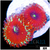 ASD Magician Zoanthids