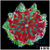 Red Maxi Mini Carpet Anemone