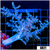 Nephthea Tree Coral