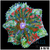 Red Maxi Mini Carpet Anemone
