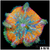 Orange Maxi Mini Carpet Anemone