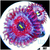 White Zombie Zoanthids