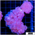 Purple Bubble Coral