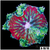 Red Maxi Mini Carpet Anemone