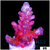 Rose Thorn Acropora