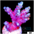 Cherry Blush Acropora
