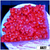 Phoenix Montipora