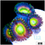 ASD Sweet Tooth Zoas