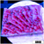 Purple Haze Montipora