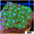 Neon Iced Binding Alveopora