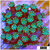 Neon Iced Binding Alveopora