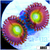 Candy Apple Zoas