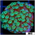 Neon Iced Binding Alveopora