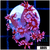 Cherry Blossom Goni