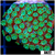 Neon Iced Binding Alveopora