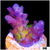 ASD Wonderland Acropora