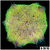 Neon Martinensis Carpet Anemone