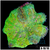 Neon Martinensis Carpet Anemone