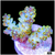Honey Crystal Acropora