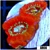 Lazer Eyes Acan Micromussa