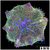 Green Martinensis Carpet Anemone