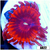 Devils Armor Zoas