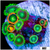 ASD Combo Zoas