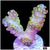 Honey Crystal Acropora