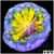 Banana Core Rock Flower Anemone