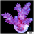 Cotton Candy Acropora